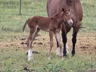 America Bartender JW<BR>AQHA PENDING